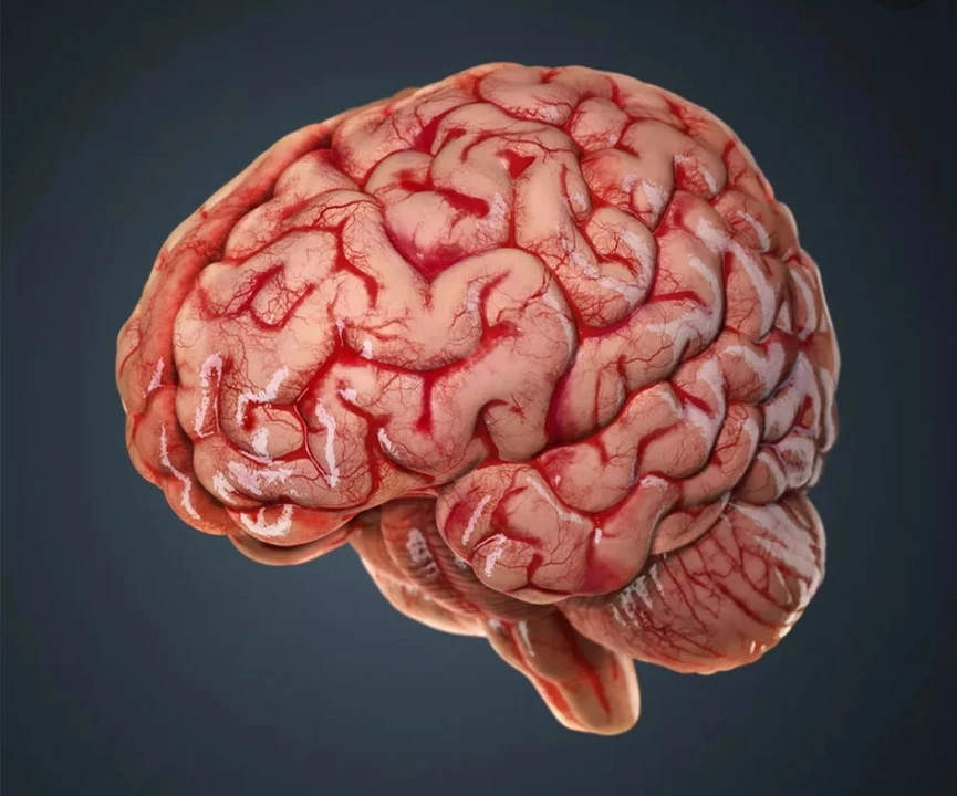 L'impact de la Sélégiline sur la neuroplasticité et la santé du cerveau : un examen complet